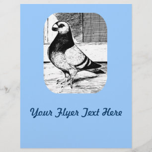 Antwerp Short Faced Pigeon Flyer
