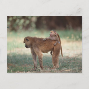 Anubis Baboon Postcard
