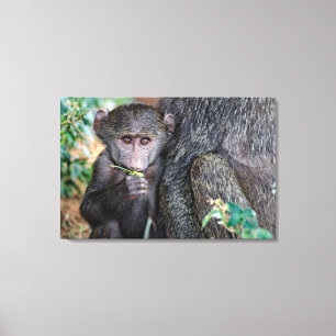 Anubus Baboon Lake Manyara Nat. Park Tanzania Canvas Print