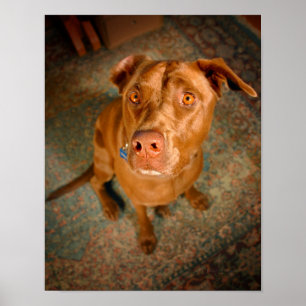 Anxious Chocolate Lab Pit Mix Dog Poster