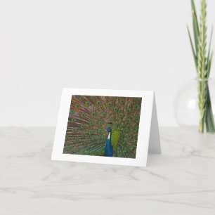 Any Occasion Cards