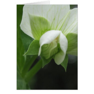 Any Occasion Floral Macro Photography