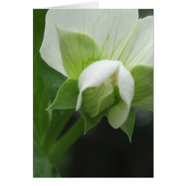 Any Occasion Floral Macro Photography (Front)