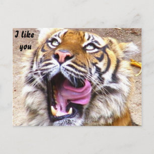 Any Occasions_ Postcard