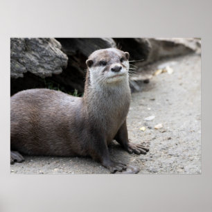 Aonyx cinerea poster