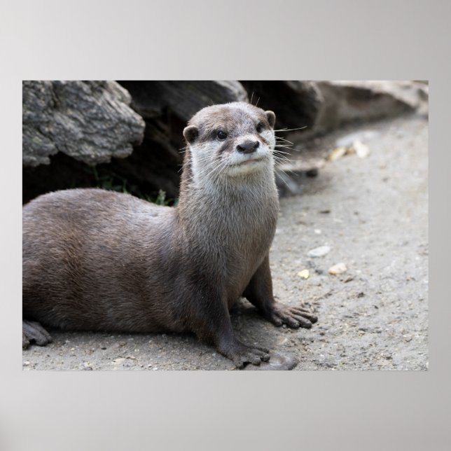 Aonyx cinerea poster (Front)