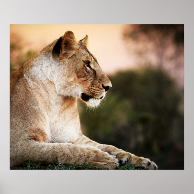 *~* AP23 Artistic Watercolor Golden LIONESS Artsy  Poster (Front)