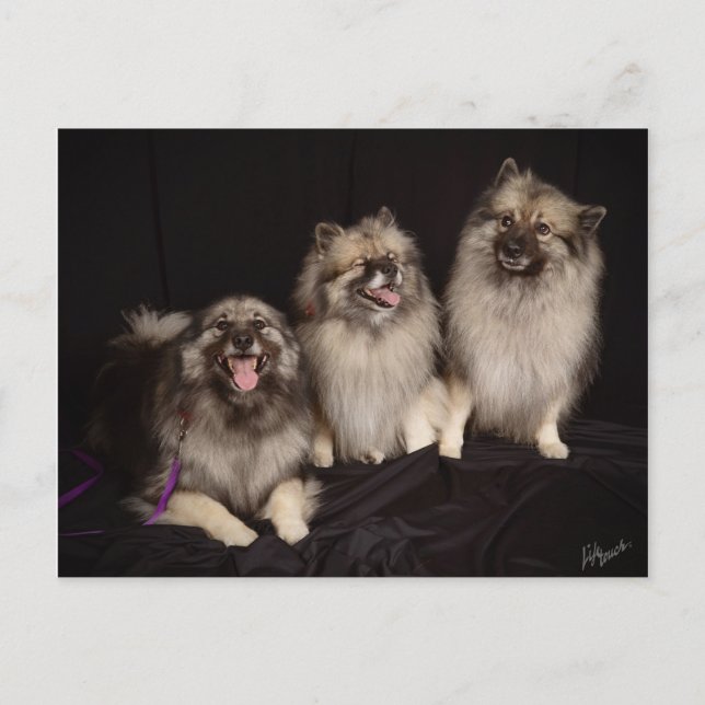 Apache Tells a Joke Postcard (Front)