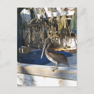 Apalachicola Pelican on Board Postcard