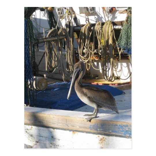 Apalachicola Pelican on Board Postcard