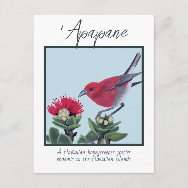 Apapane & Lehua Blossom Hawaii Nature Illustration Postcard (Front)
