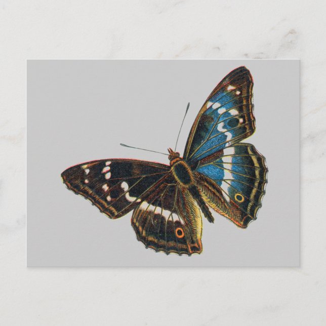 Apatura iris male postcard (Front)