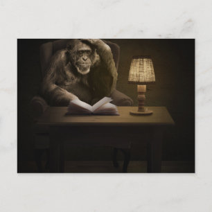 Ape Chimpanzee Monkey Postcard