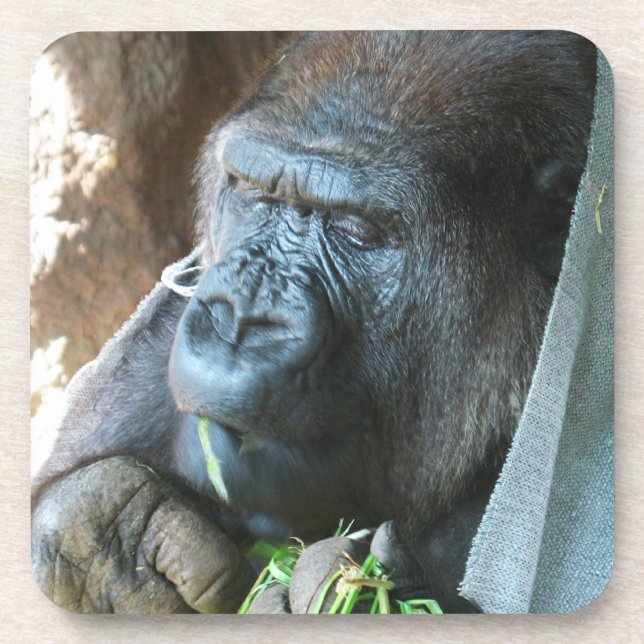 Ape hood ~ Japanese Gorilla Eating Coaster (Front)
