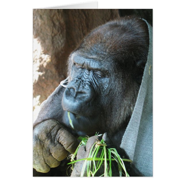 Ape hood ~ Japanese Gorilla Eating Greeting Card (Front)