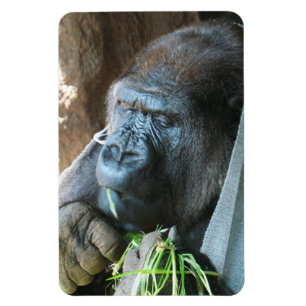 Ape hood ~ Japanese Gorilla Eating Magnet