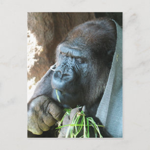 Ape hood ~ Japanese Gorilla Eating Postcard