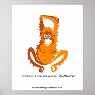 Ape - ORANGUTAN - Endangered animal  Poster