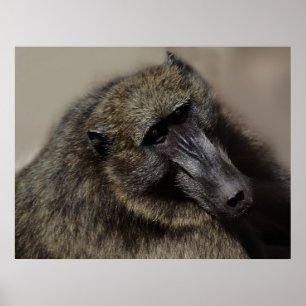 Apes love forever poster