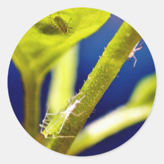 Aphids Classic Round Sticker