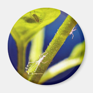 Aphids Magnet