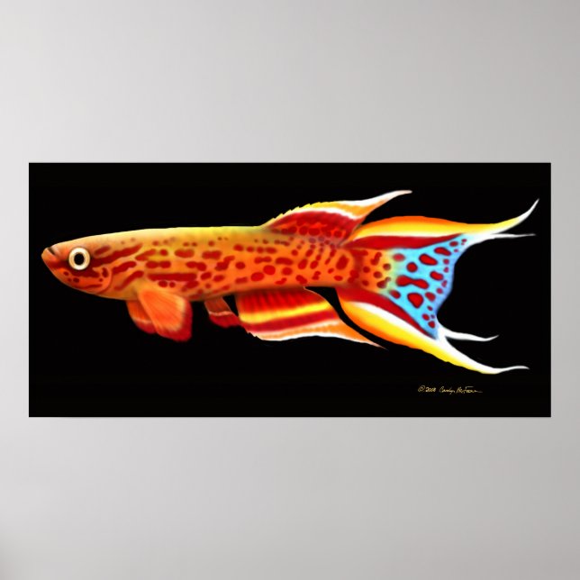 Aphyosemion Australe Killifish Poster (Front)