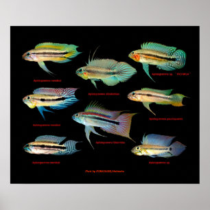 Apistogrammaの仲間のポスター Poster