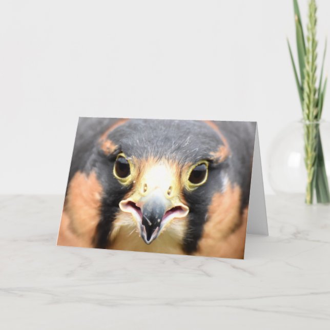 Aplomado Falcon photograph Card (Front)