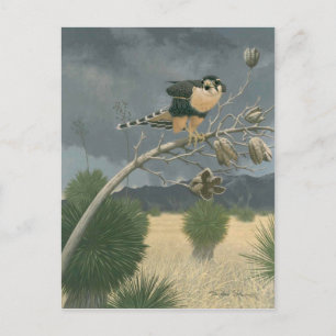 Aplomado Falcon Postcard