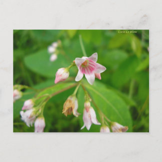 Apocyn à feuilles d'androsème postcard