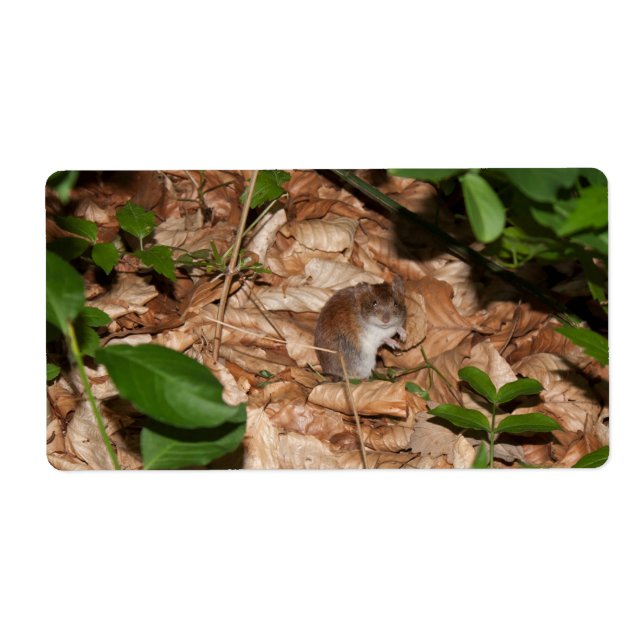 Apodemus sylvaticus (Front)