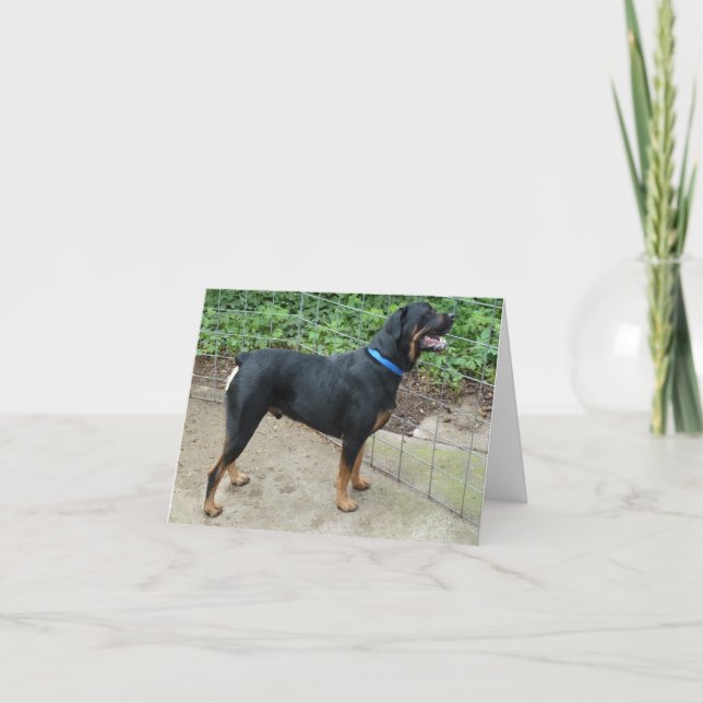 Apollo the Rottweiler Greeting Card (Front)
