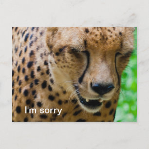 Apologetic Cheetah Postcard