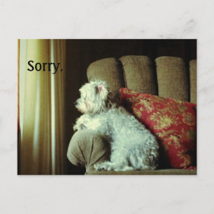 Apology card~when "sorry" says it all. postcard