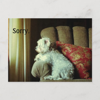 Apology card~when "sorry" says it all. postcard