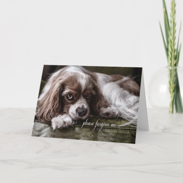 Apology I'm Sorry Sad Looking Cocker Spaniel Dog Card (Front)