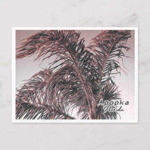APOPKA FLORIDA POSTCARD