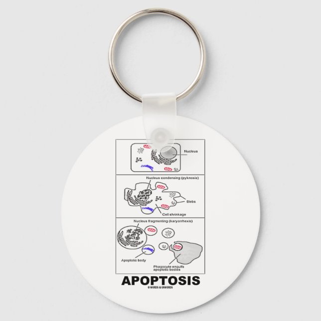 Apoptosis (Biology Cell Death) Key Ring (Front)
