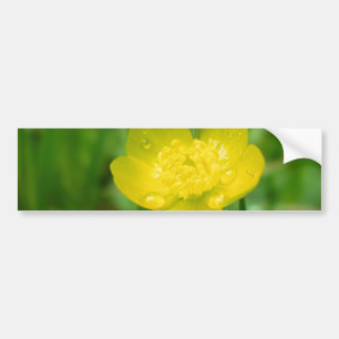 Appalachian Buttercup Bumper Sticker