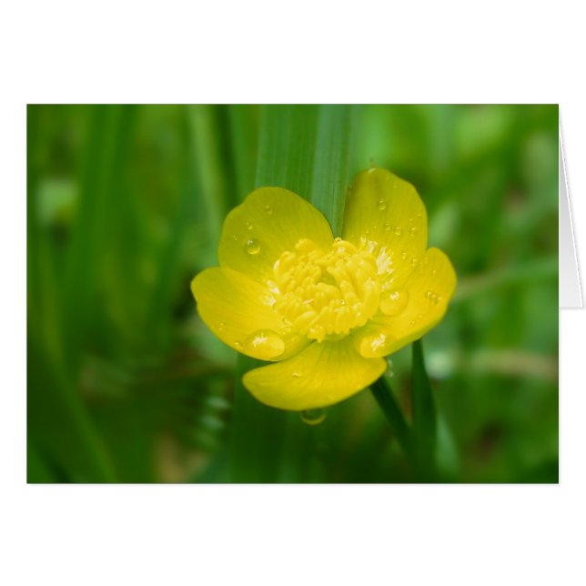 Appalachian Buttercup Card (Front Horizontal)