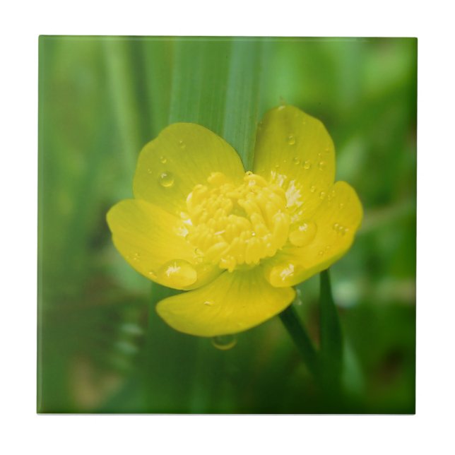 Appalachian Buttercup Decorative Tile (Front)