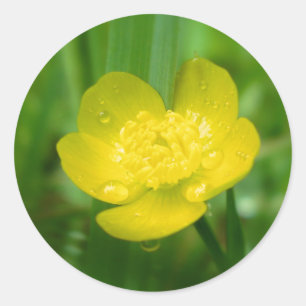 Appalachian Buttercup Stickers