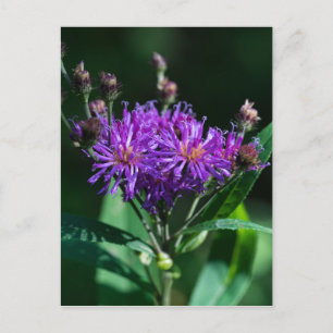 Appalachian Ironweed Purple Wildflower Postcard