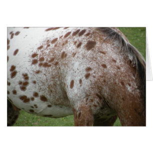 Appaloosa Card