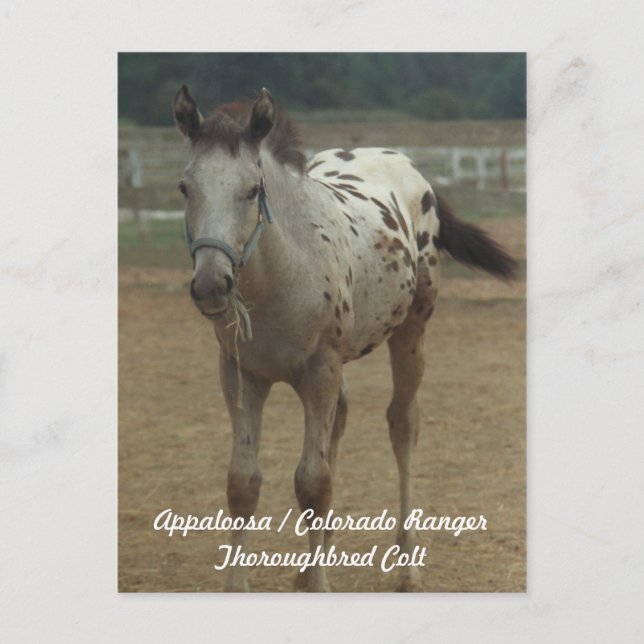 Appaloosa / Colorado Ranger ThooughbredColt Postcard (Front)