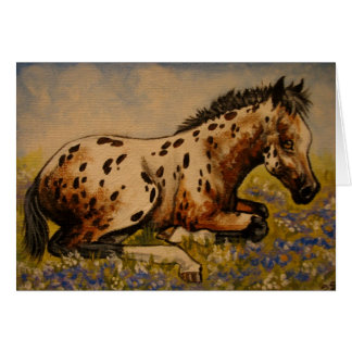 Appaloosa foal