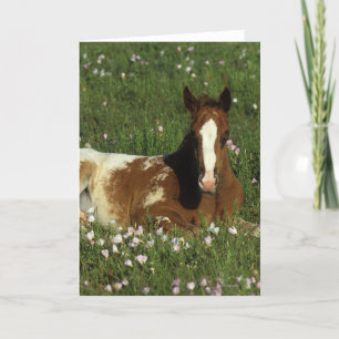 Appaloosa Foal Laying Down in Flowers Card