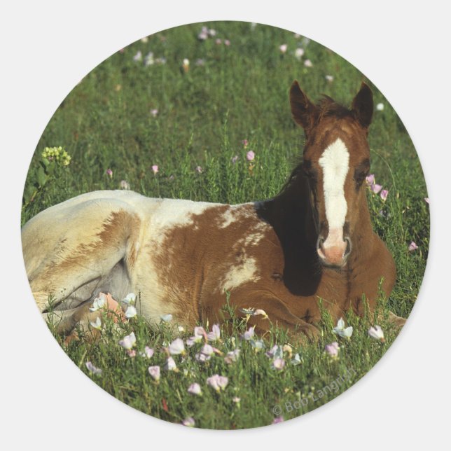 Appaloosa Foal Laying Down in Flowers Classic Round Sticker (Front)