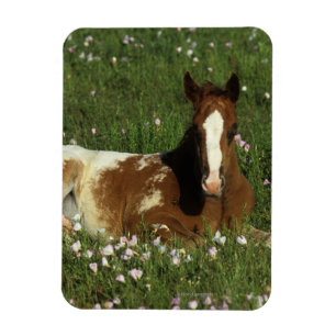 Appaloosa Foal Laying Down in Flowers Magnet