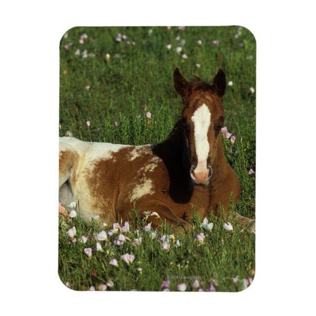 Appaloosa Foal Laying Down in Flowers Magnet (Vertical)